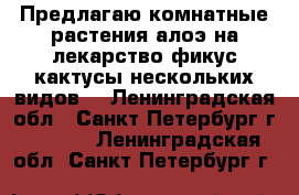 Предлагаю комнатные растения алоэ на лекарство фикус кактусы нескольких видов  - Ленинградская обл., Санкт-Петербург г.  »    . Ленинградская обл.,Санкт-Петербург г.